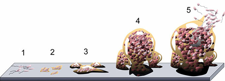 Peroxsil Ag+ - Biofilm