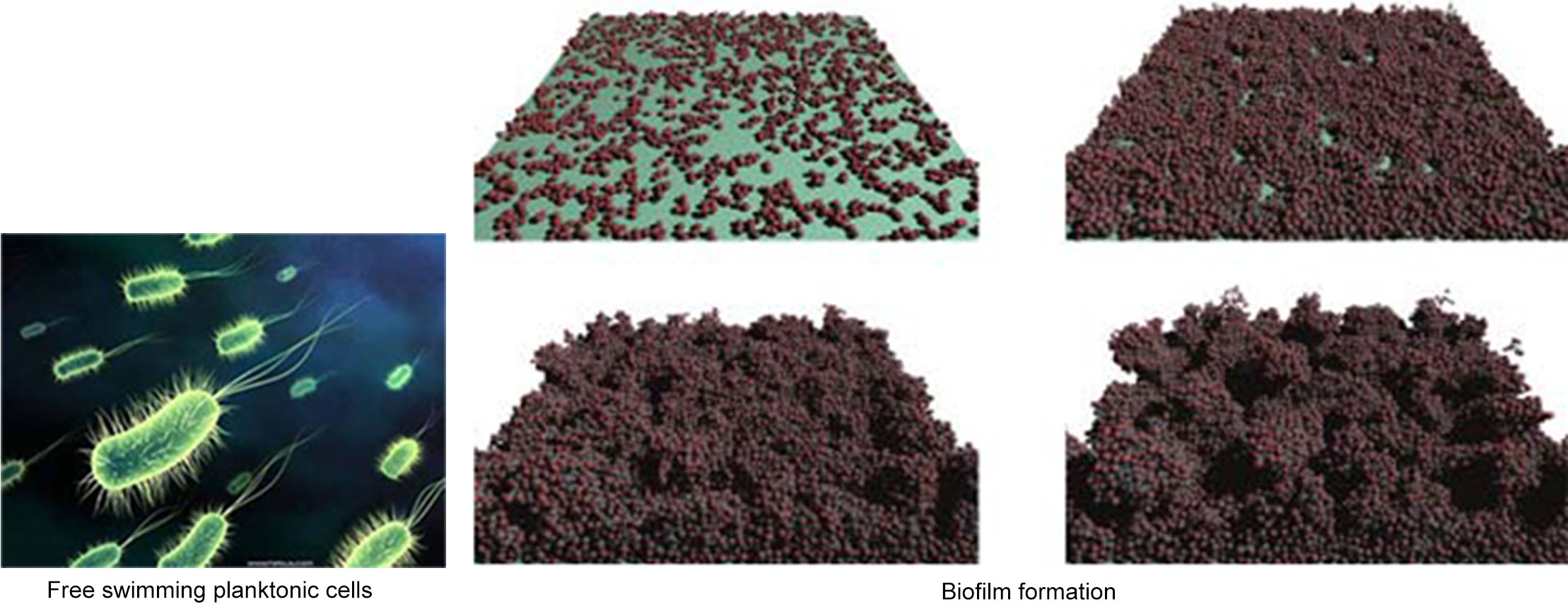 biofilm